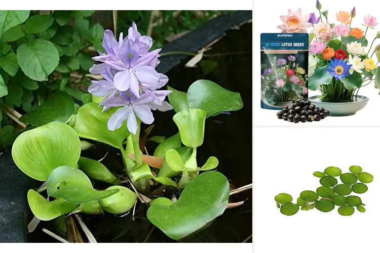 Detailed view of Best Beginner Pond Plants