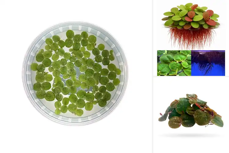 Detailed view of Best Floating Plants