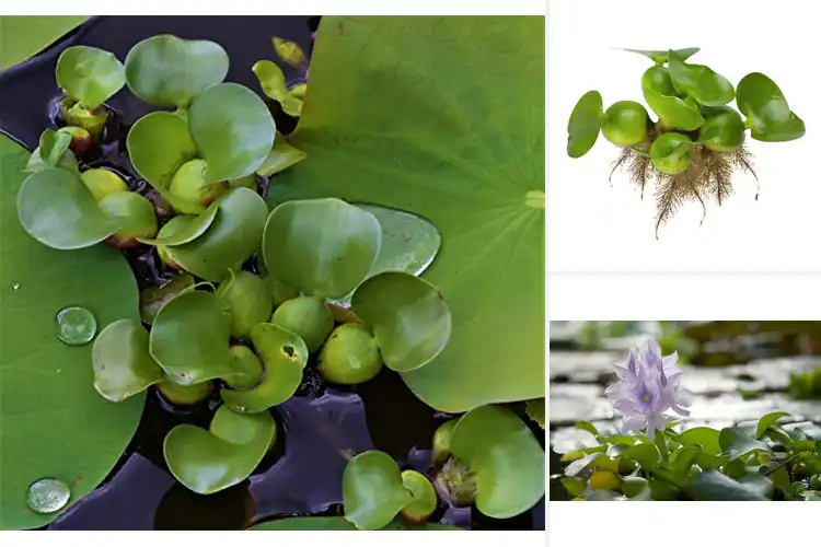 Detailed view of Best Water Hyacinths