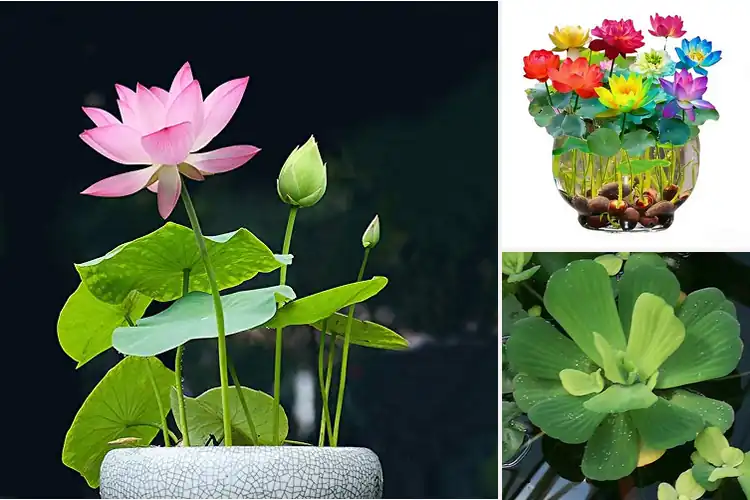 Detailed view of Best Water Purifying Plants